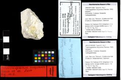 Foto (Objekt + Etiketten) von Tuberosagalathea neojurensis (Patrulius, 1959) 